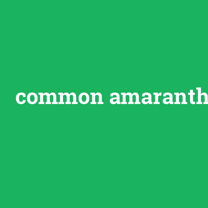 common amaranth, common amaranth nedir ,common amaranth ne demek