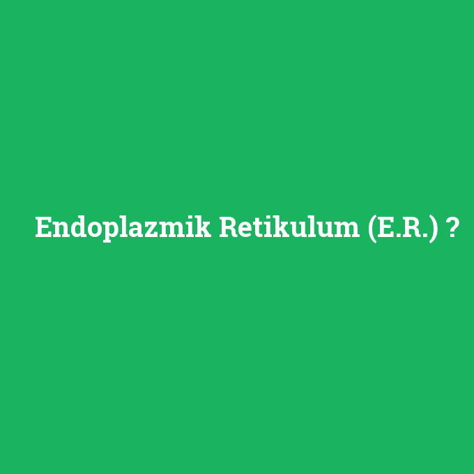 Endoplazmik Retikulum (E.R.), Endoplazmik Retikulum (E.R.) nedir ,Endoplazmik Retikulum (E.R.) ne demek