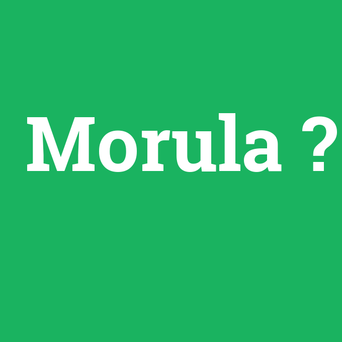 Morula, Morula nedir ,Morula ne demek