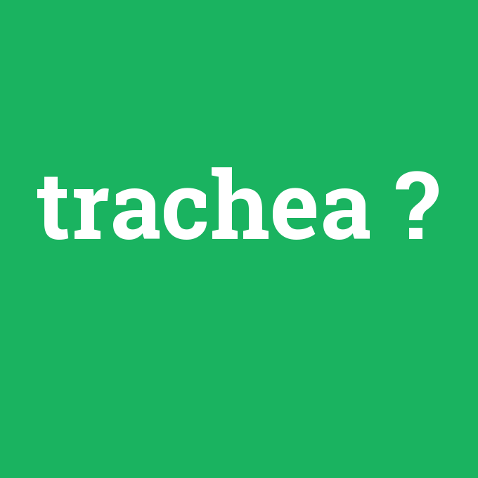 trachea, trachea nedir ,trachea ne demek