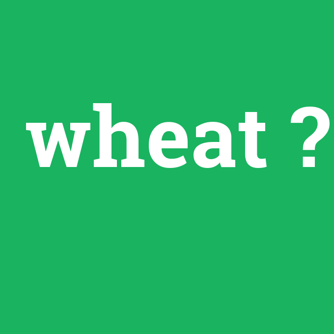 wheat, wheat nedir ,wheat ne demek