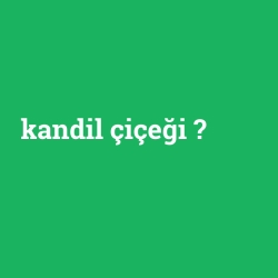 kandil çiçeği foto galeri