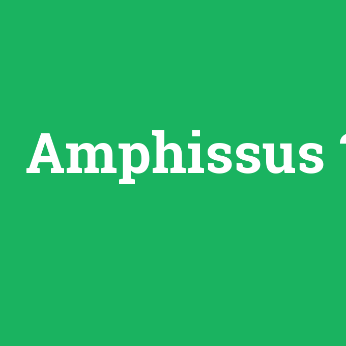 Amphissus, Amphissus nedir ,Amphissus ne demek