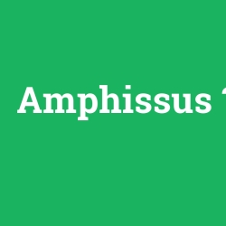 Amphissus
