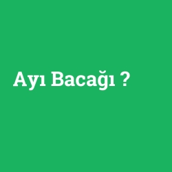 Ayı Bacağı