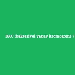 BAC (bakteriyel yapay kromozom)