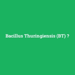Bacillus Thuringiensis (BT)