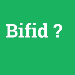 Bifid