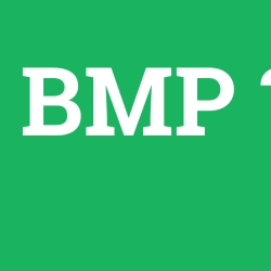 BMP