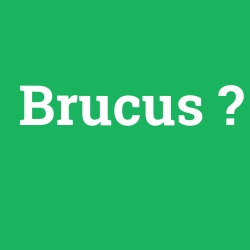 Brucus foto galeri