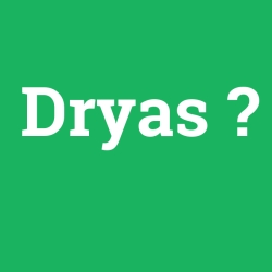 Dryas