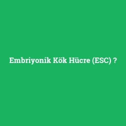 Embriyonik Kök Hücre (ESC)
