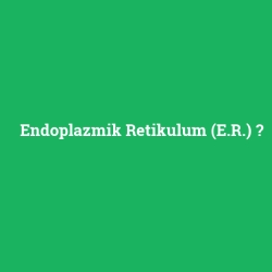 Endoplazmik Retikulum (E.R.) foto galeri