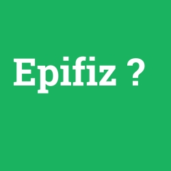 Epifiz foto galeri