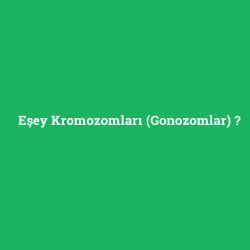 Eşey Kromozomları (Gonozomlar)