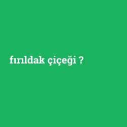 fırıldak çiçeği