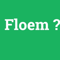 Floem