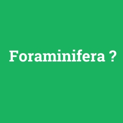 Foraminifera foto galeri