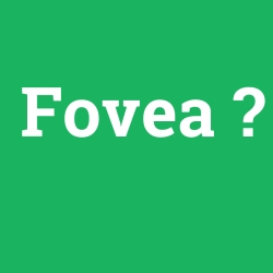 Fovea foto galeri