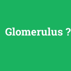 Glomerulus