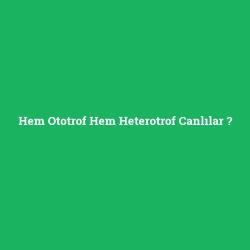 Hem Ototrof Hem Heterotrof Canlılar