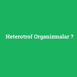 Heterotrof Organizmalar