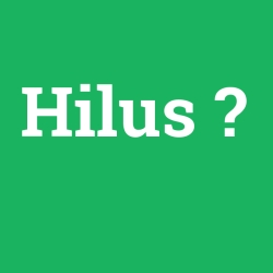 Hilus