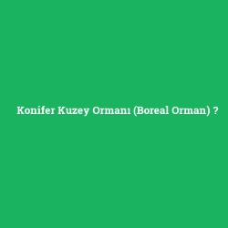 Konifer Kuzey Ormanı (Boreal Orman) foto galeri