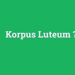 Korpus Luteum