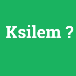 Ksilem