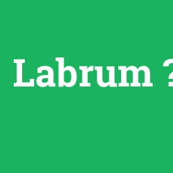 Labrum