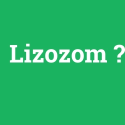 Lizozom