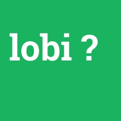 lobi