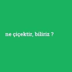 ne çiçektir, biliriz
