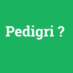 Pedigri