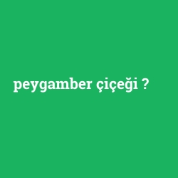 peygamber çiçeği