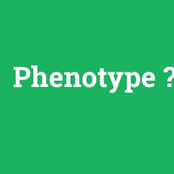 Phenotype