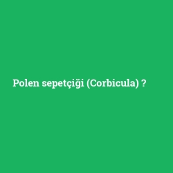 Polen sepetçiği (Corbicula) foto galeri