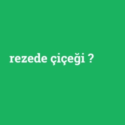 rezede çiçeği