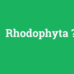 Rhodophyta