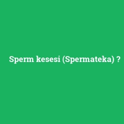 Sperm kesesi	(Spermateka)