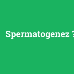 Spermatogenez foto galeri