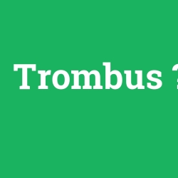 Trombus foto galeri