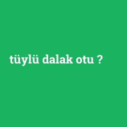 tüylü dalak otu