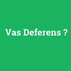 Vas Deferens