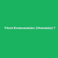 Vücut Kromozomları (Otozomlar)