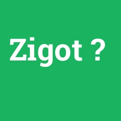 Zigot